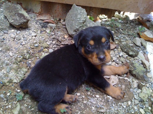 este es mi perrito y tiene 1 mes y medio